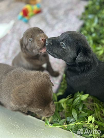 Щенки лабрадора метис