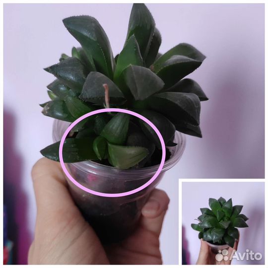 Суккуленты