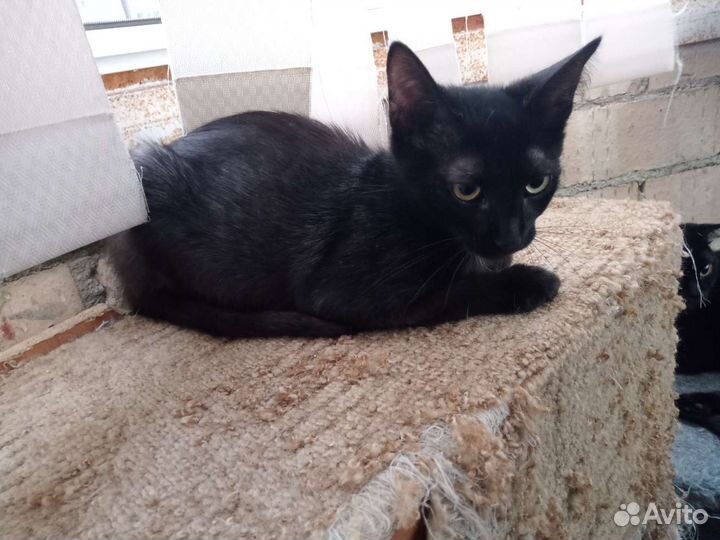 Кастрированный кот