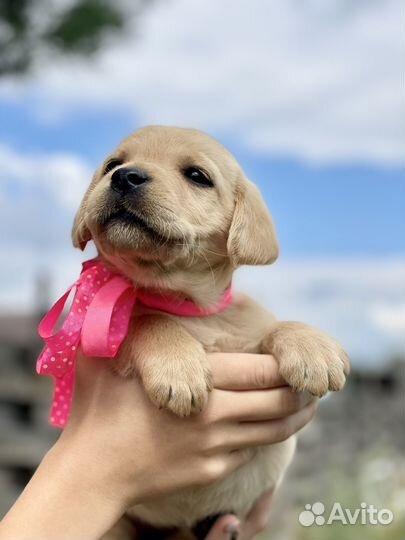 Щенки лабрадора РКФ