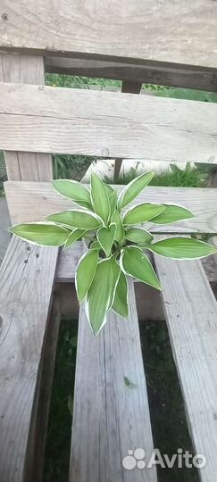 Хосты в ассортименте