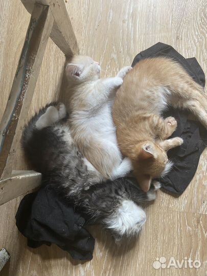 Котята в добрые руки