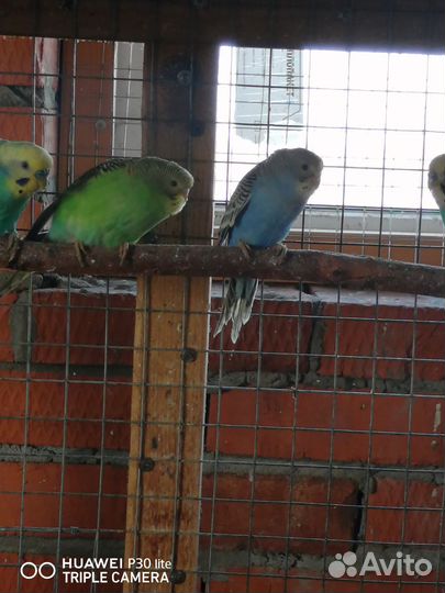 Попугайчики волнистики