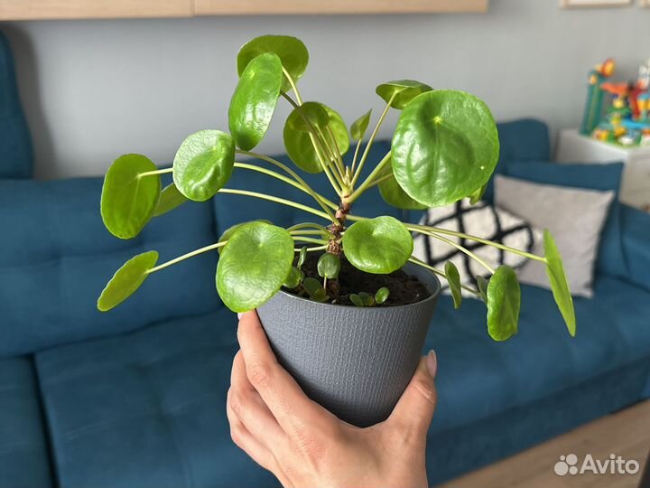 Пилея пеперомиевидная