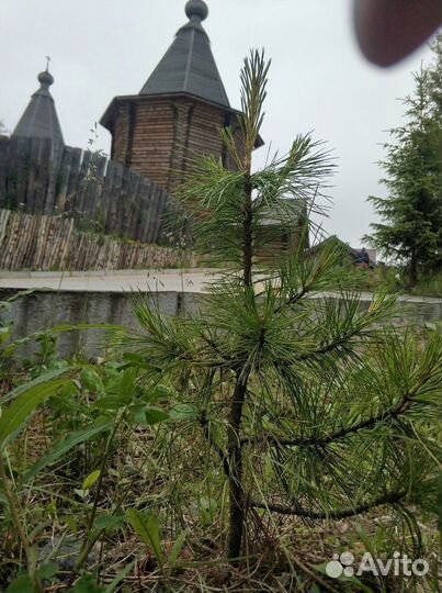 Саженцы сибирского кедра