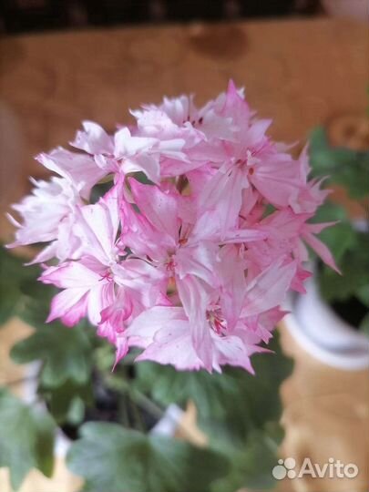 Пеларгония кактусовидная