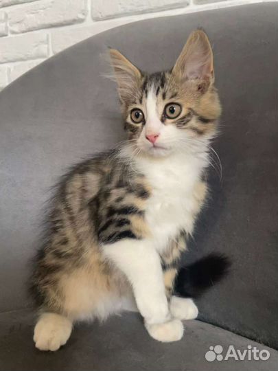 В добрые руки