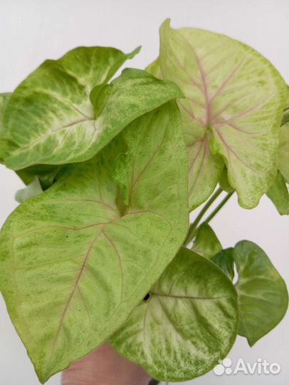 Сингониумы Ред харт, Манго Аллюр, Милк Конфетти