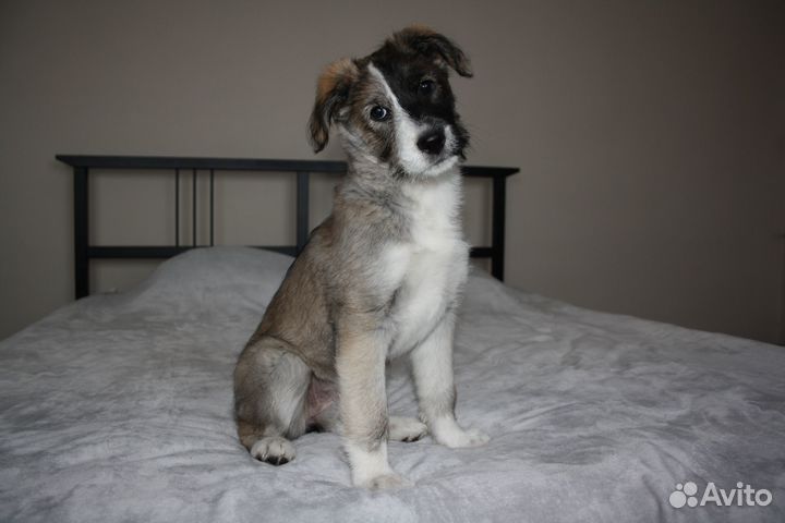 Отдам щенка в добрые руки