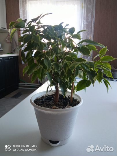 Бенджамина