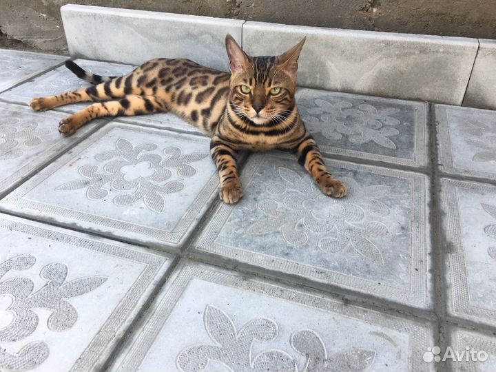 Бенгальский кот в добрые руки