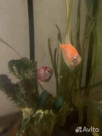 Отдам бесплатно рыбки