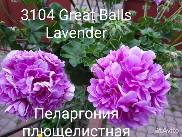 Пеларгония герань плющелистная