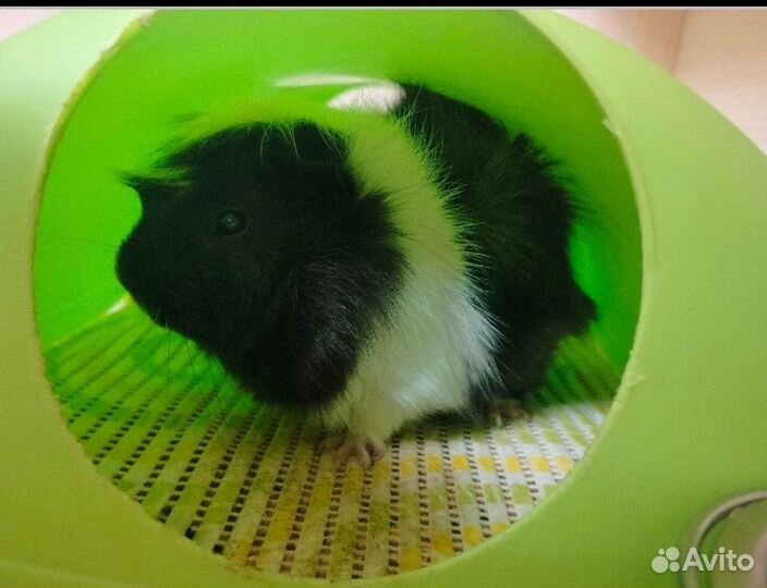 Дом для морской свинки