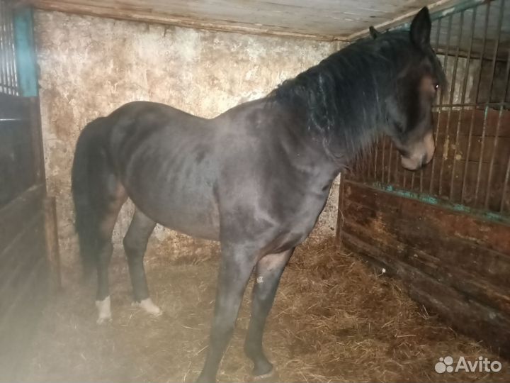 Лошадь жеребец