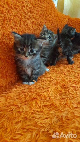 Котята ищут дом