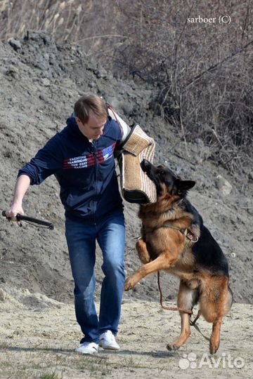 Услуги кинолога