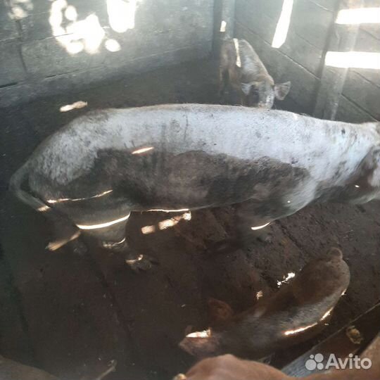 Поросята и свинья