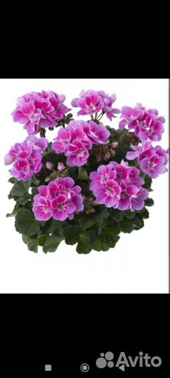 Пеларгонии сортовые