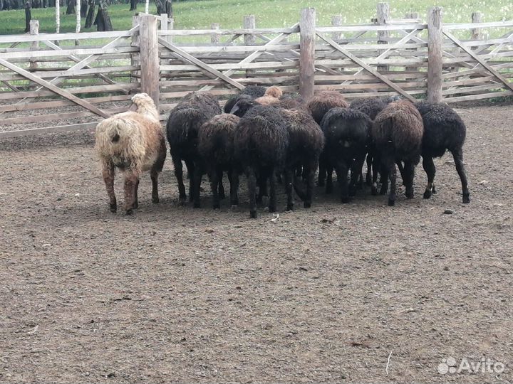 Курдючные бараны