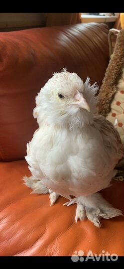 Инкубационное яйцо породы- Фавероль лосось