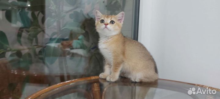 Шотландская золотая шиншилла