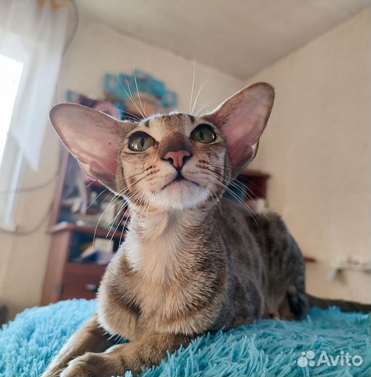 Ориентальная девочка