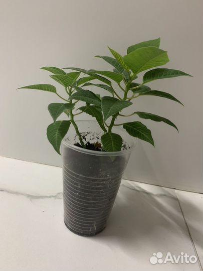 Пуансеттия