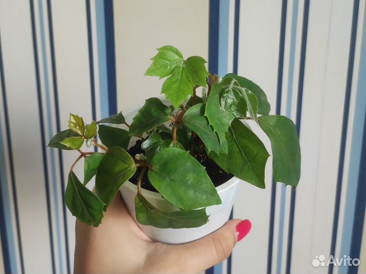 Циссус ромболистный