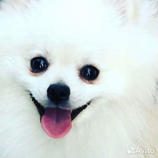 Шпиц кобель вязка