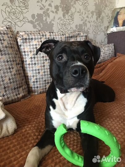 Кобель для вязки амстаф 2,5 года