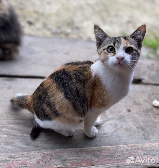 Отдам трехшерстного котенка