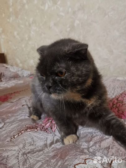 Шотландская вислоухая