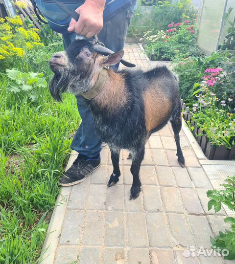 Сельхоз животные