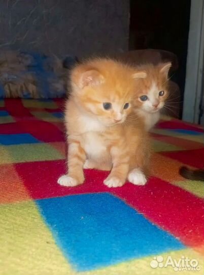 Котята отдам в добрые руки