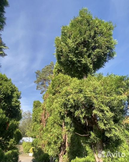 Туя Смарагд Чупа чупс 1,39 метра