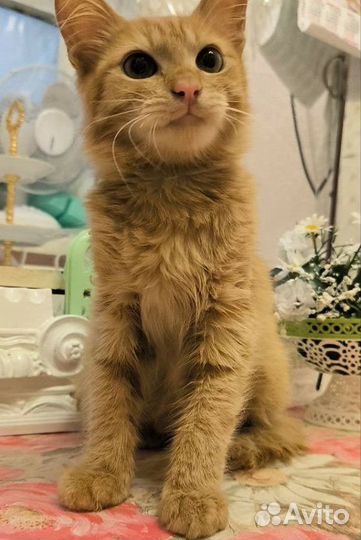 Кошечка из приюта ищет дом