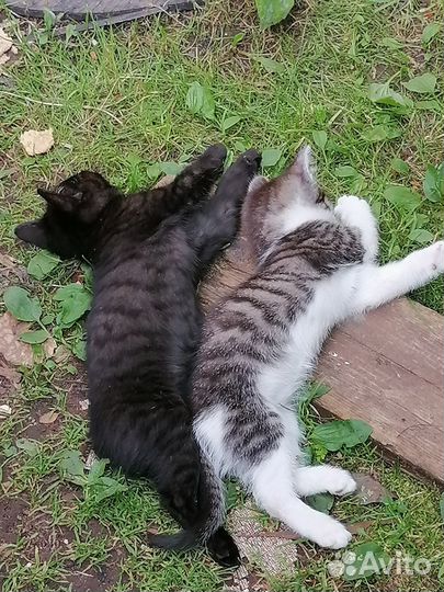 Два красивых котика