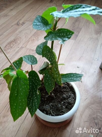 Бегония макулата