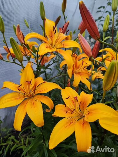 Лилии. Букет под заказ