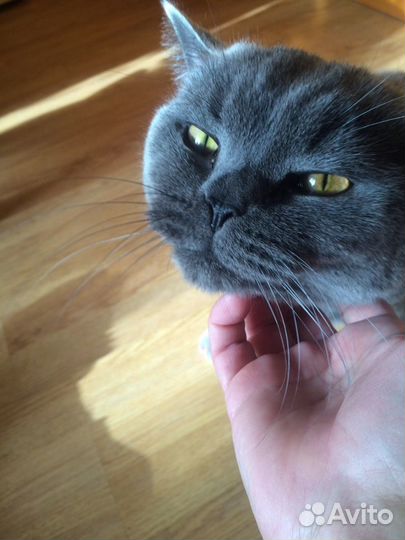 Квартирная Передержка кошек и котов