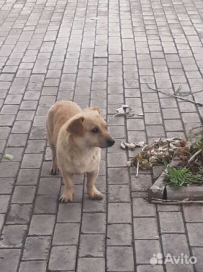 Собака кобелек кто потерял