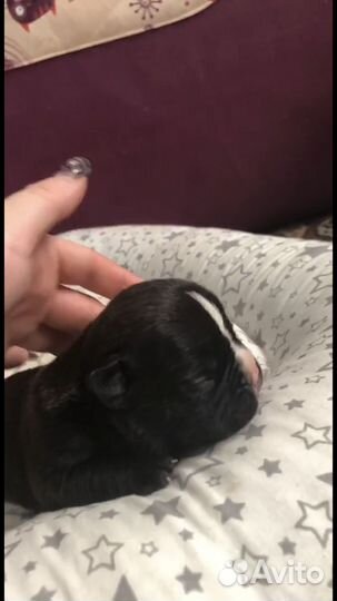 Экзот мальчик и булли