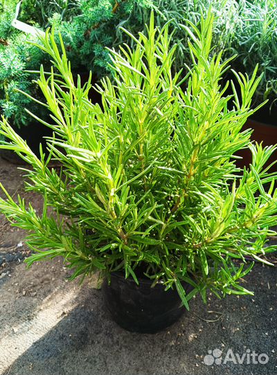 Лаванда, Розмарин, Тимьян