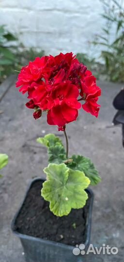 Герань пеларгония