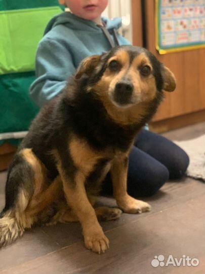 Найдена собака