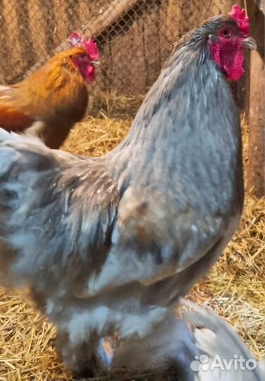 Петух Кохинхин