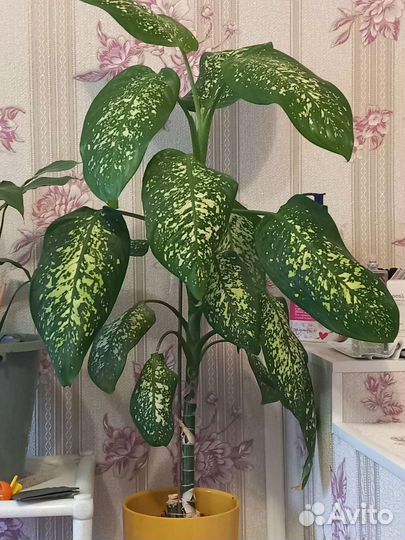 Диффенбахия