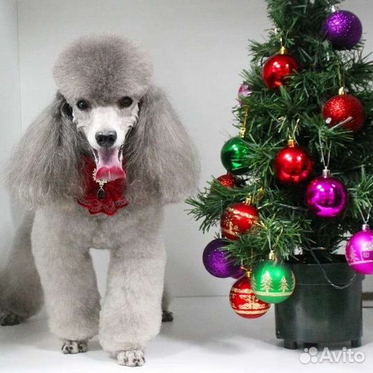 Вязка пуделя