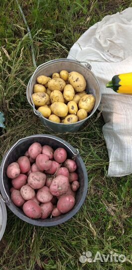 Продукты питания